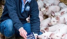 Pork stunt shortlisted for award